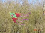kun yang new years celebration 43 kite flying in the park